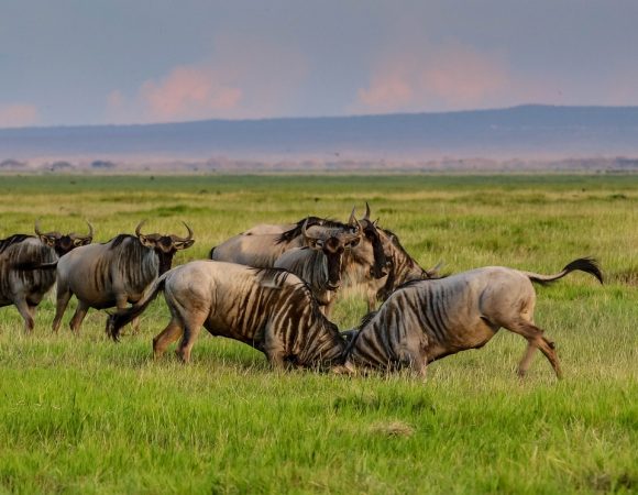 3 DAYS MAASAI MARA PRIVATE SAFARI FROM NAIROBI | Wildebeest Migration